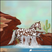 Horse Color:Silver Bay Splash Near Leopard