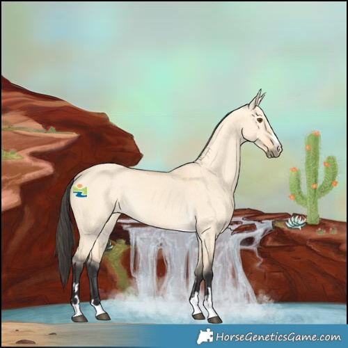 Horse Color:Buckskin Dun Rabicano 