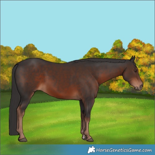 Horse Color:Liver Chestnut