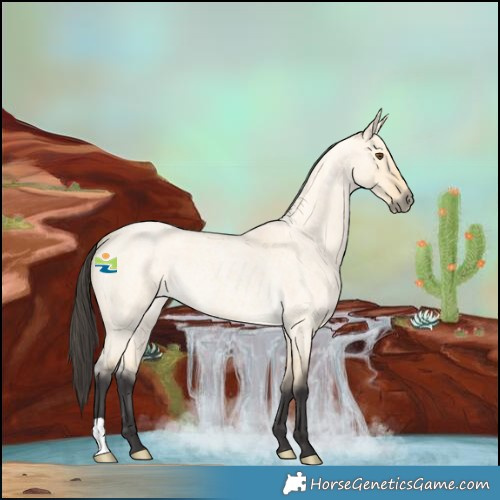 Horse Color:Buckskin Roan Dun 