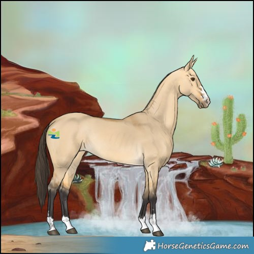 Horse Color:Buckskin Dun Rabicano