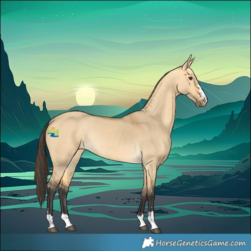 Horse Color:Buckskin Dun Rabicano