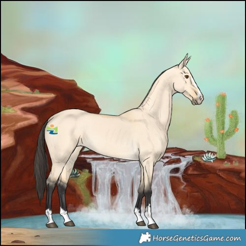 Horse Color:Buckskin Dun 