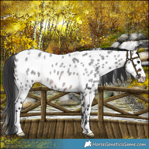 Horse Color:Brown Roan Near Leopard 