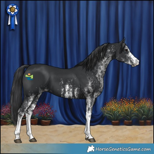 Horse Color:White Spotted Black 