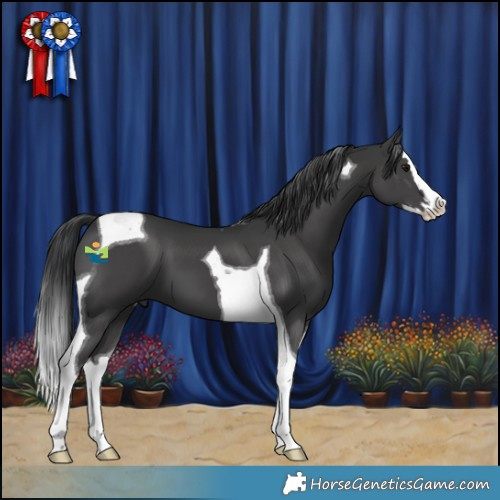 Horse Color:Black Splash Tobiano