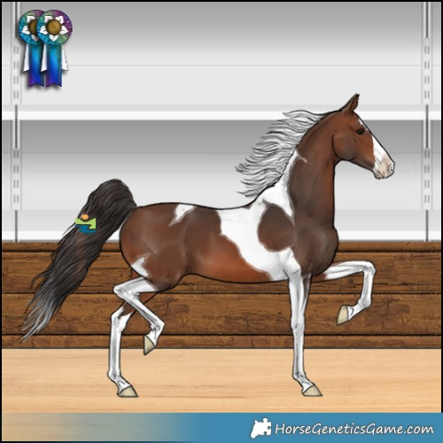 Horse Color:Brown Splash Tobiano 