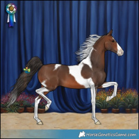 Horse Color:Brown Splash Tobiano