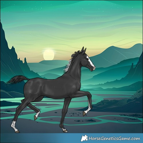 Horse Color:Black Splash Tobiano 