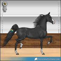 Horse Color:Black Splash Tobiano