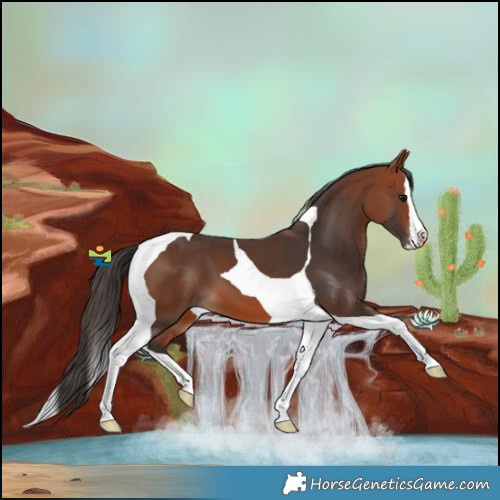 Horse Color:Bay Splash Tobiano