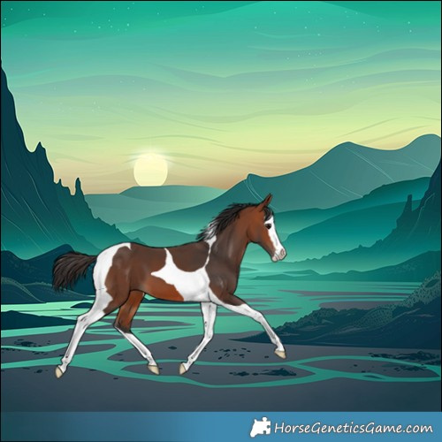 Horse Color:Bay Splash Tobiano 