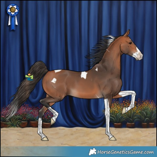 Horse Color:Bay Splash Tobiano