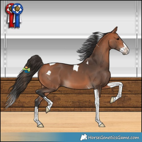 Horse Color:Bay Splash Tobiano 