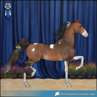 Horse Color:Bay Splash Tobiano