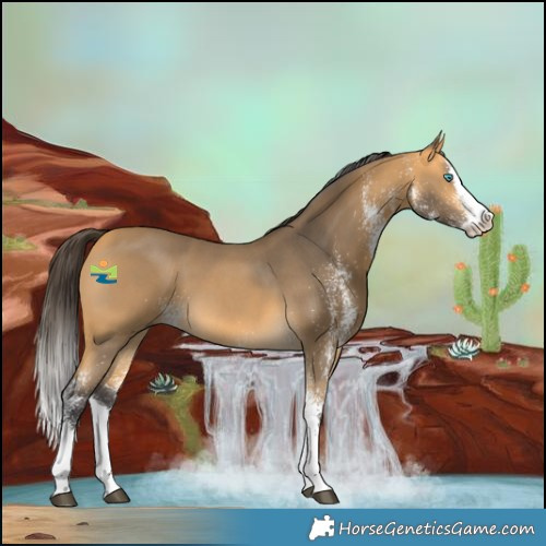Horse Color:White Spotted Buckskin Splash 