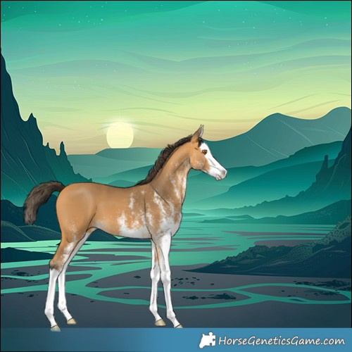 Horse Color:White Spotted Buckskin Splash 
