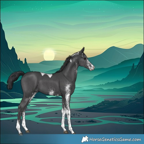 Horse Color:White Spotted Black Tobiano 