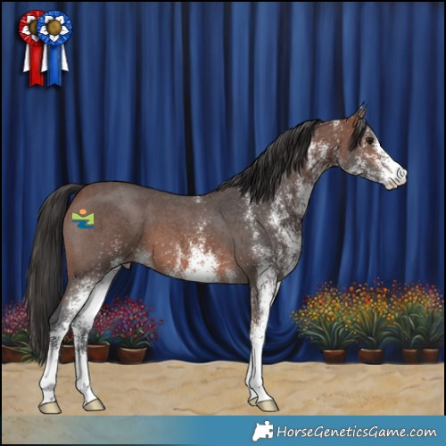 Horse Color:White Spotted Brown