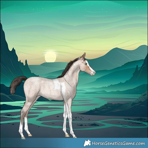 Horse Color:Amber Champagne Roan Splash Tobiano 