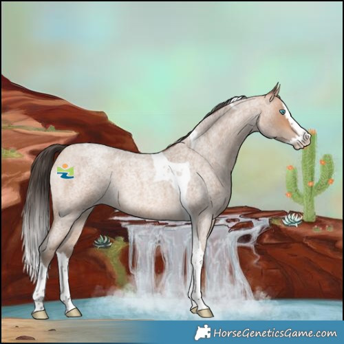 Horse Color:Amber Champagne Roan Splash Tobiano