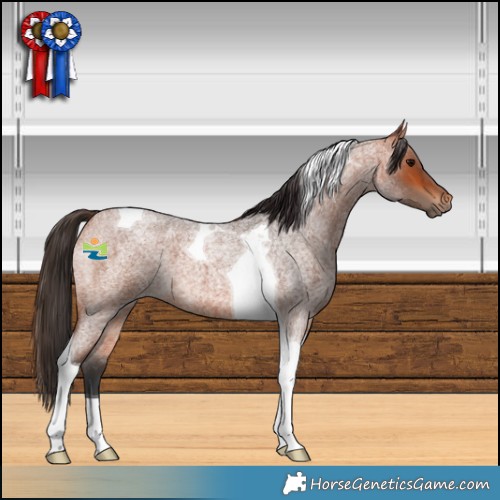 Horse Color:Bay Roan Tobiano