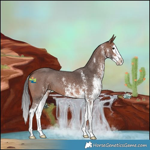 Horse Color:White Spotted Brown Splash 