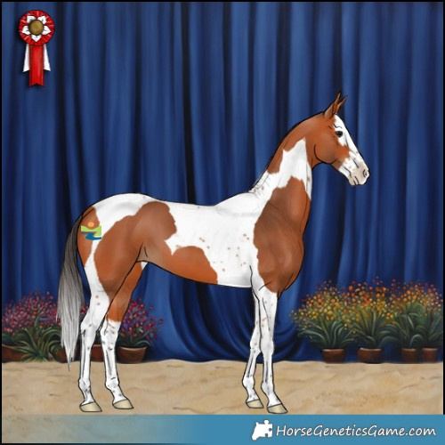 Horse Color:Bay Splash Tobiano