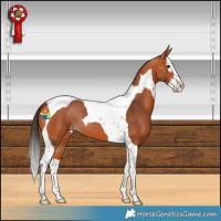 Horse Color:Bay Splash Tobiano 