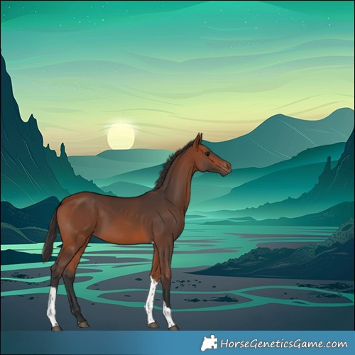 Horse Color:Bay Tobiano 