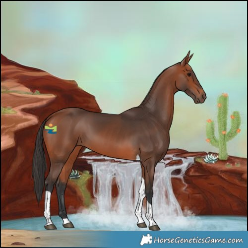 Horse Color:Bay Tobiano 