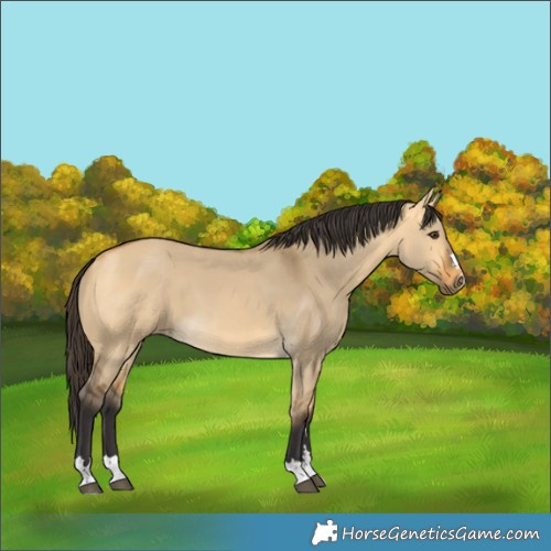 Horse Color:Buckskin Dun