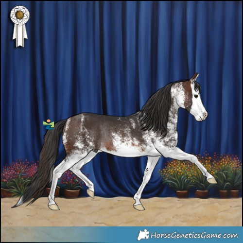 Horse Color:White Spotted Brown Splash Rabicano