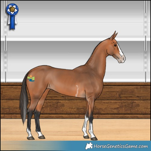 Horse Color:Bay Splash Tobiano 