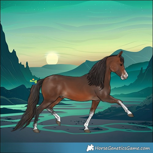 Horse Color:White Spotted Brown Rabicano