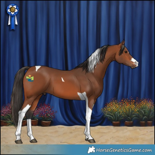 Horse Color:Bay Tobiano