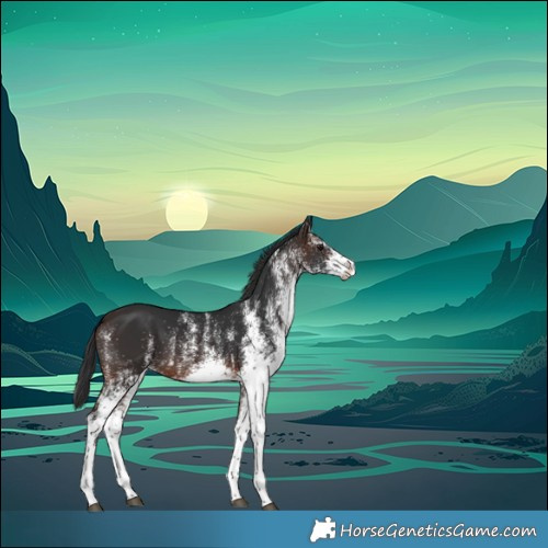Horse Color:White Spotted Brown Splash Rabicano
