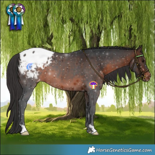 Horse Color:Brown Appaloosa