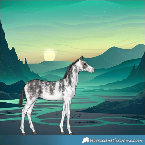 Horse Color:White Spotted Brown Rabicano