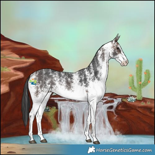 Horse Color:White Spotted Brown Rabicano 