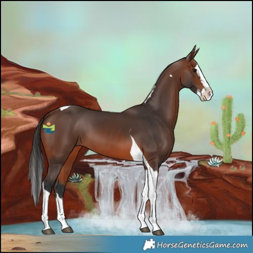 Horse Color:Brown Splash Tobiano 