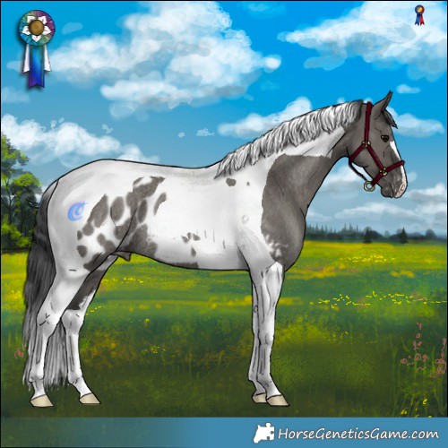 Horse Color:Grullo Tobiano Appaloosa Rabicano 