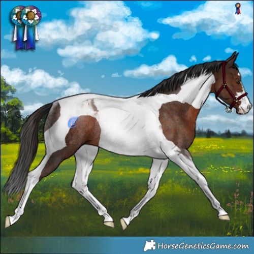 Horse Color:Liver Chestnut Tobiano Rabicano