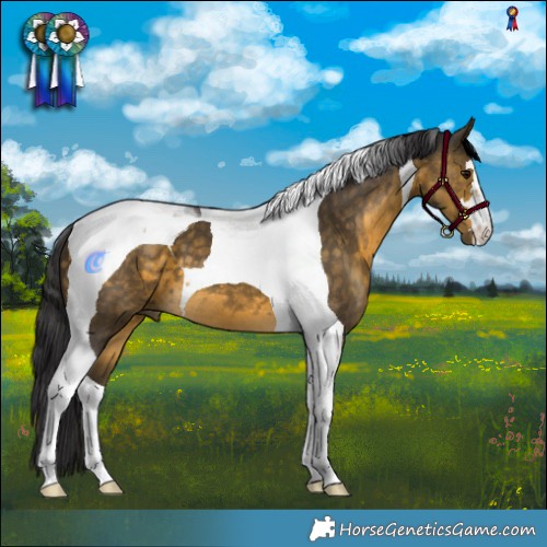 Horse Color:Buckskin Tobiano