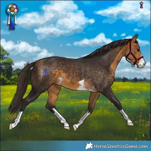 Horse Color:Buckskin