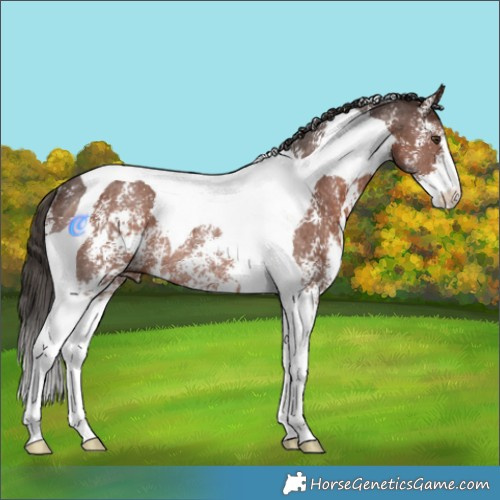 Horse Color:Liver Chestnut Sabino Tobiano Rabicano