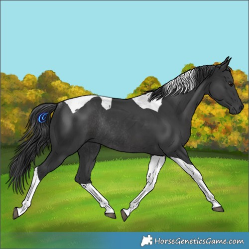Horse Color:Black Tobiano Rabicano