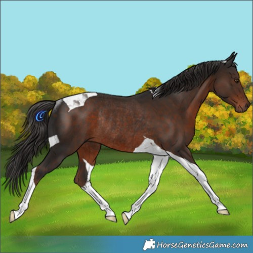 Horse Color:Liver Chestnut Tobiano Rabicano 