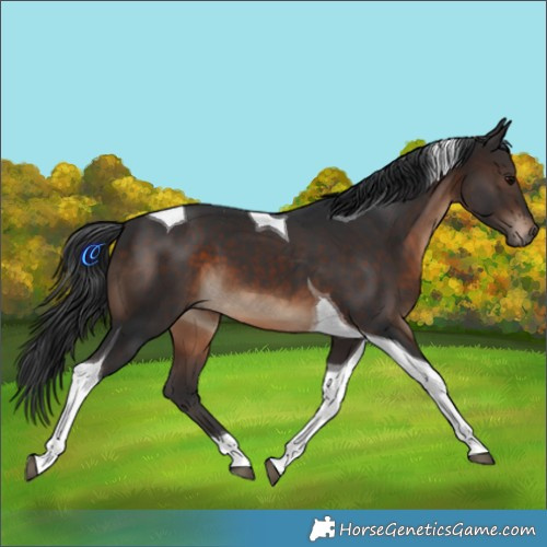 Horse Color:Brown Tobiano