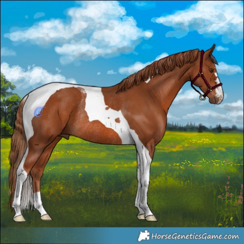 Horse Color:Chestnut Tobiano Rabicano 